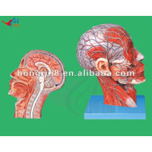 HR / A18210 ISO avanzado de la sección anatómica mediana del modelo de cabeza y cuello